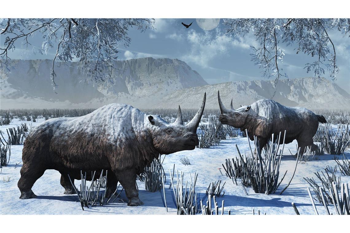 Das ikonische Wollnashorn starb vor etwa 10 000 Jahren aus. Verantwortlich war offenbar die Bejagung durch den Menschen in Kombination mit klimatischen Veränderungen.