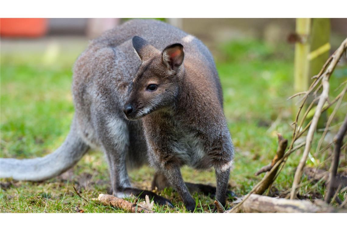 Das Känguru war auf einer Obstplantage unterwegs. (Symbolbild)