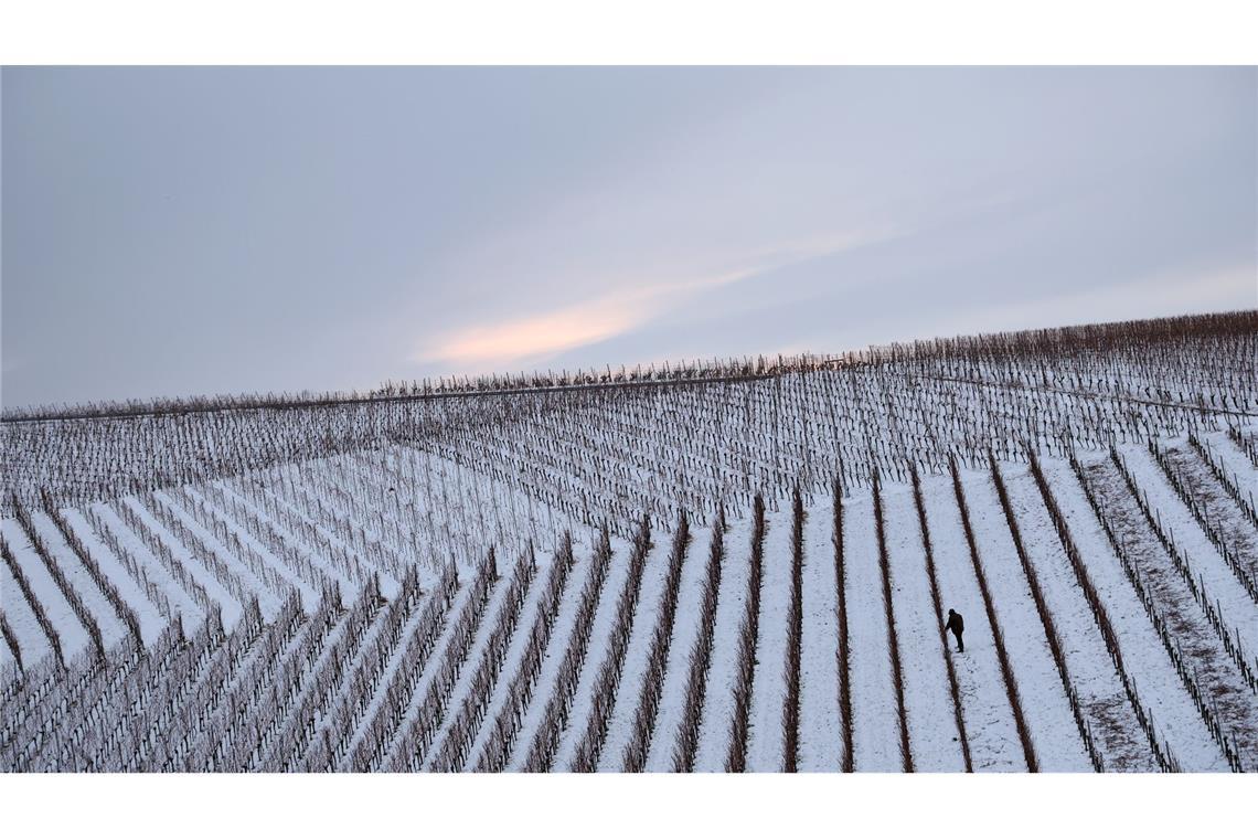 Das kann eigentlich nur "Eiswein" werden: Ein Winzer arbeitet am frühen Morgen in den schneebedeckten Weinbergen des Schwanberges in Bayern.