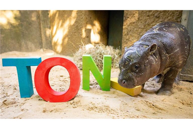 Das kleine Zwergflusspferd im Berliner Zoo heißt Toni. Angelehnt sei der Name an den Innenverteidiger der deutschen Fußball-Nationalmannschaft, Antonio Rüdiger.