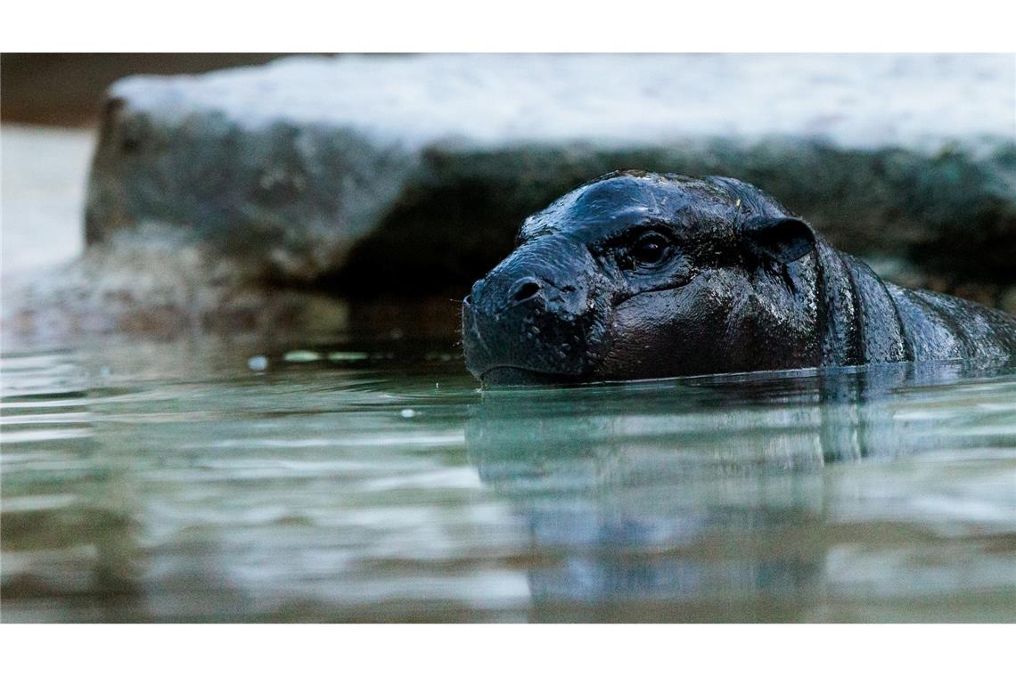 Das kleine Zwergflusspferd kann mittlerweile auch im großen Wasserbecken schwimmen.