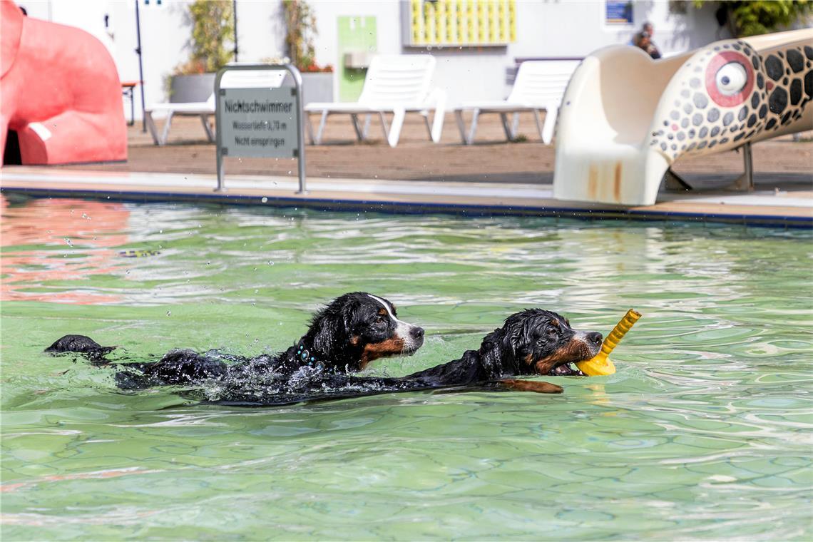 Das Lieblingsspielzeug aus dem Wasser holen wird niemals langweilig.Foto: Dietmar van der Linden