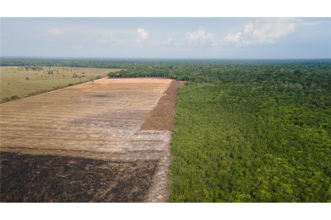 Das Luftbild zeigt eine verbrannte und abgeholzte Fläche im brasilianischen Amazonas-Gebiet.