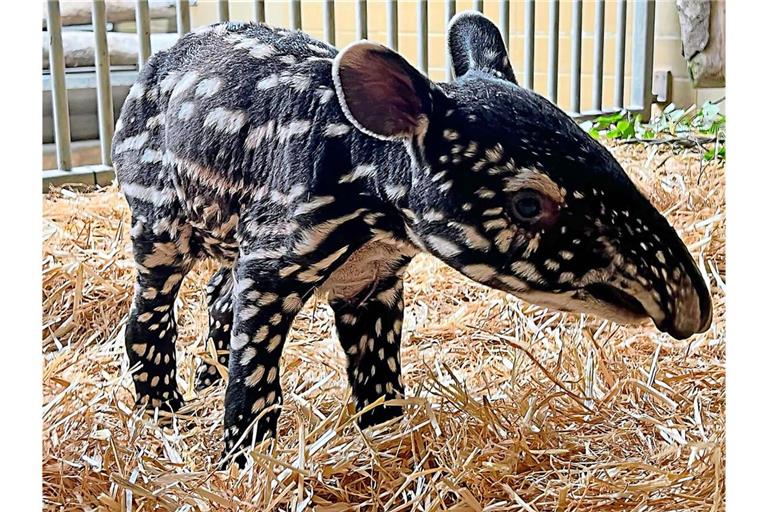 Das neugeborene Tapir-Baby hat einen Namen bekommen: Es heißt Melati, was so viel heißt wie Jasminblume.