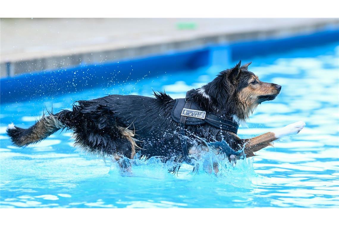 Das Nichtschwimmerbecken war für die Hunde geöffnet.