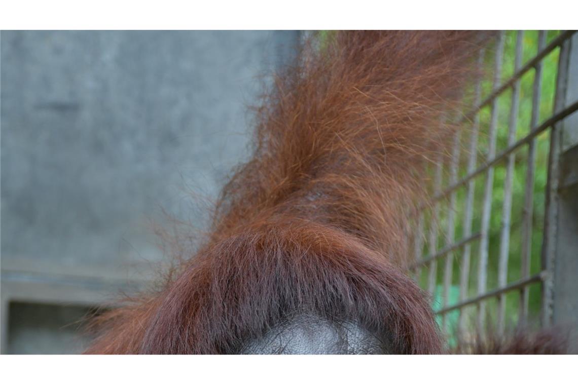 Das Orang-Utan-Weibchen Du hat mit der Adoption auch Experten überrascht.