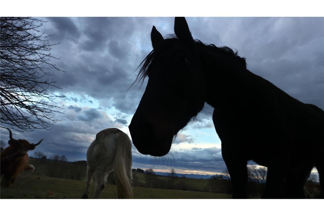 Das Pferd wurde bei dem Unfall am Bein verletzt. (Symbolbild)