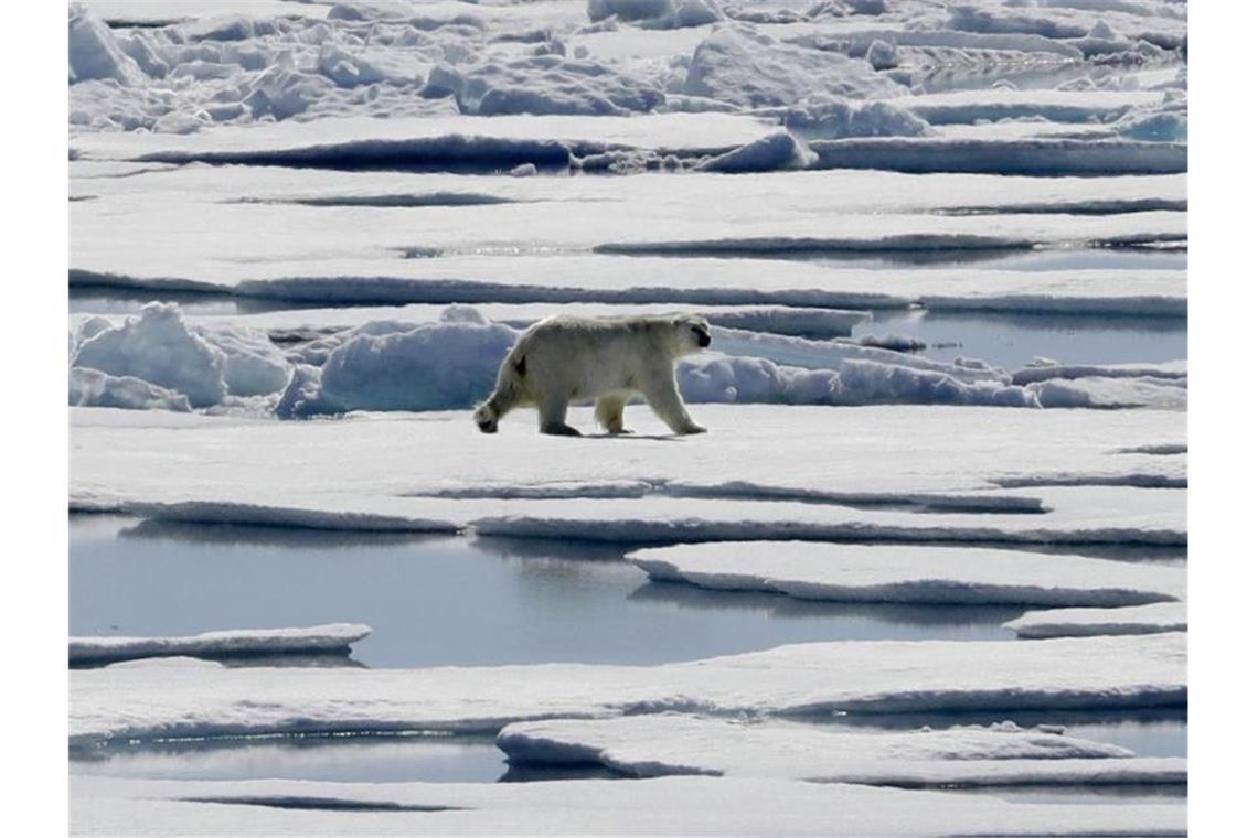 Flammender Appell aus Davos: Klimawandel als größtes Risiko Das Polareis schmilzt, die Eisbären müssen bei der Nahrungssuche notgedrungen immer näher an menschliche Siedlungen heranrücken. Foto: David Goldman/AP/dpa