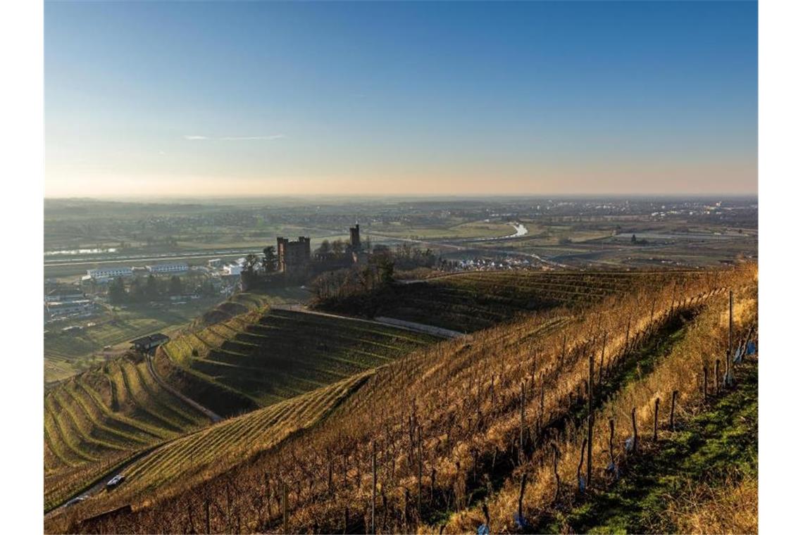 Das Schloss Ortenberg steht inmitten von Weinreben während im Hintergrund Offenburg zu sehen sind. Foto: Philipp von Ditfurth/dpa