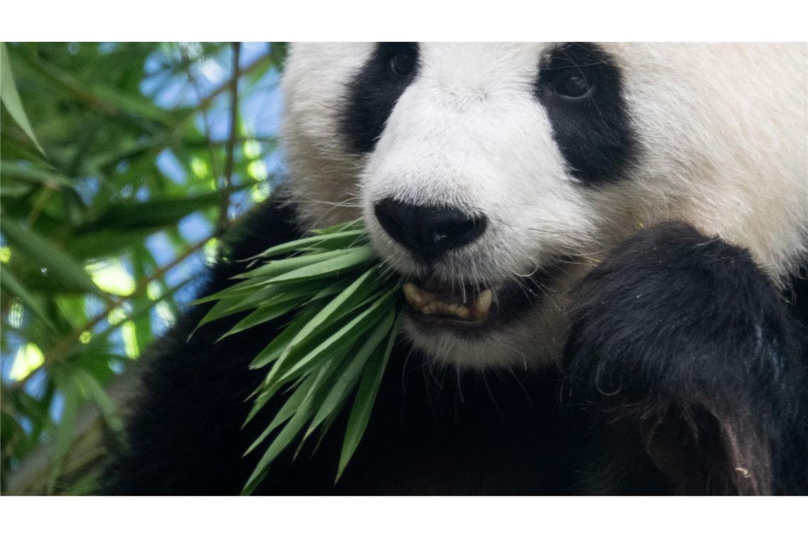 Das schwangere Pandaweibchen Meng Meng mit ihrem Lieblingsessen Bambus.