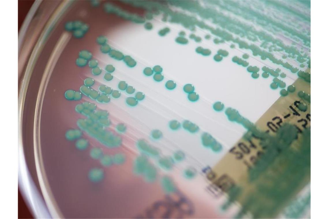 Umwelthilfe: Antibiotikaresistente Keime auf Geflügelfleisch Das Symbolfoto zeigt Keime in einer Petrischale im Labor. Foto: Armin Weigel/dpa