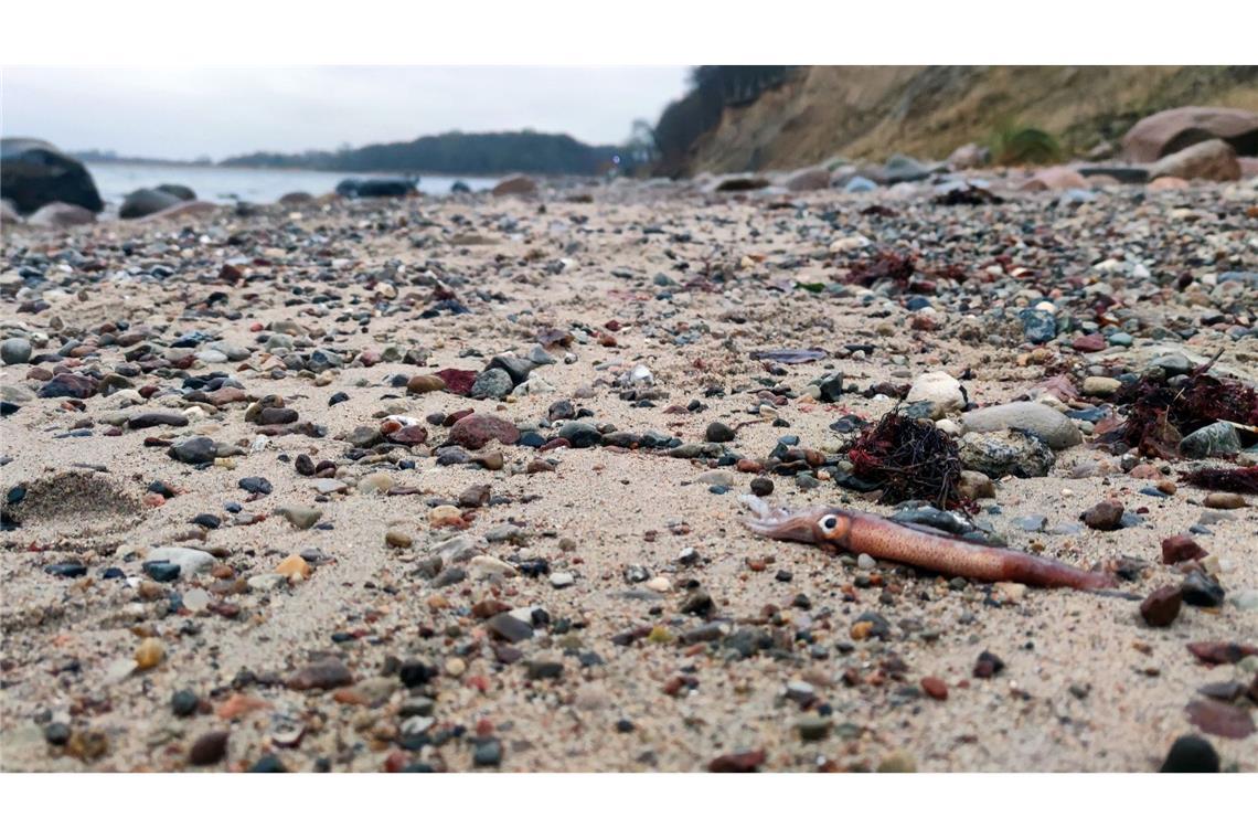 Das Tier wurde hier am Ostseestrand bei Hohwacht in Schleswig-Holstein angespült.