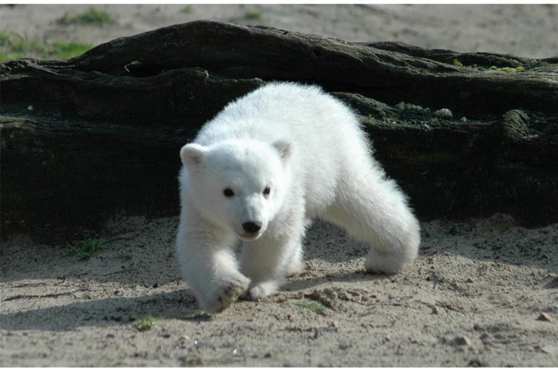 Das vielleicht berühmteste Eisbärbaby der Welt: Knut im Berliner Zoo wurde nur vier Jahre alt.