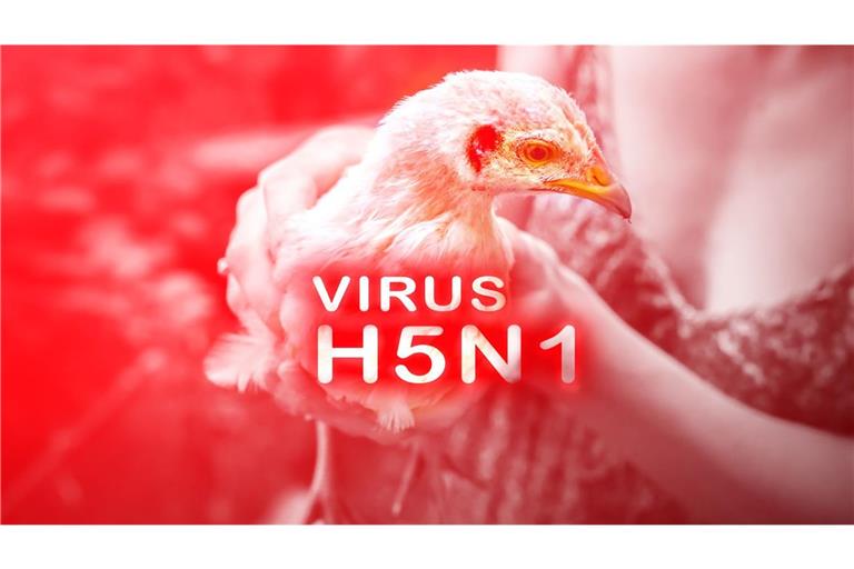 Das Virus H5N1 kursiert seit Jahrzehnten verstärkt unter Vögeln – zunächst in Asien, inzwischen nahezu weltweit.