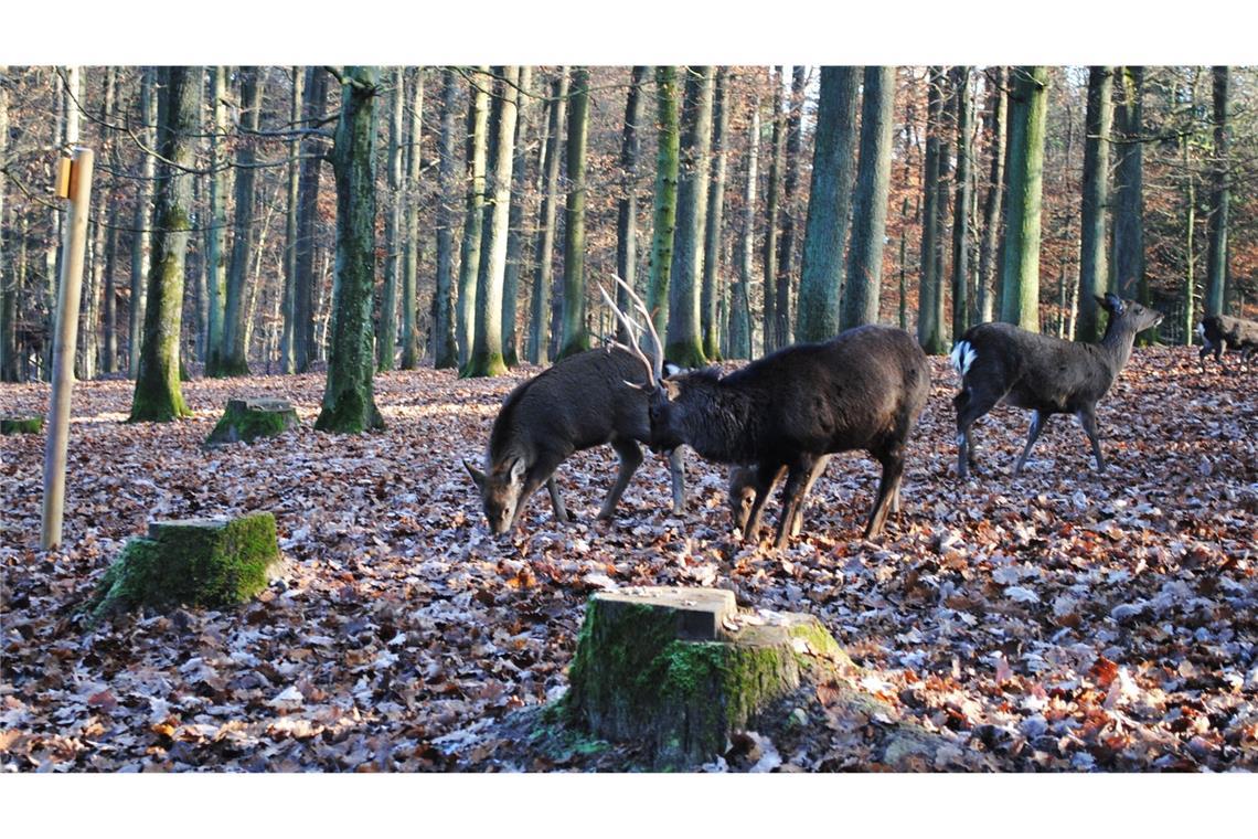 Das Wildparadies Tripsdrill bietet eine Übernacht im Baumhaus an – inklusive Cupcakes und Sekt.