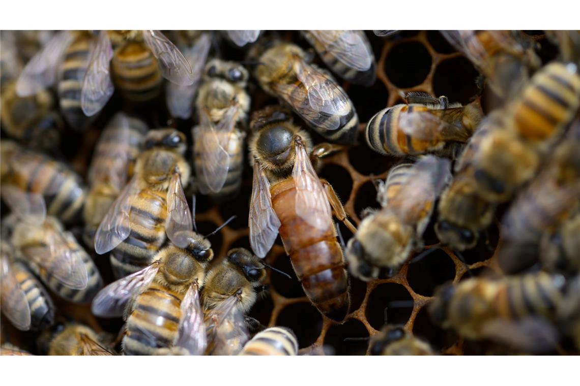 Den Zementhonig können die Bienen nicht verdauen. (Archivbild)