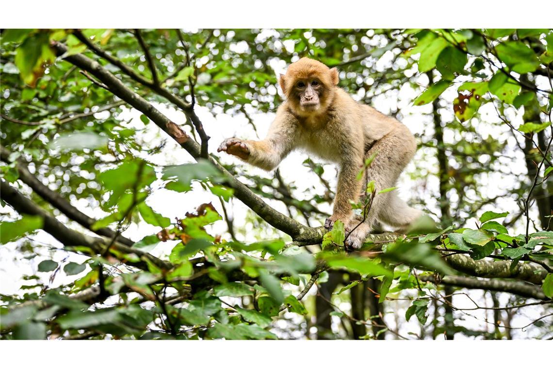 Der Affe hatte den Park in Atem gehalten. (Symbolbild)