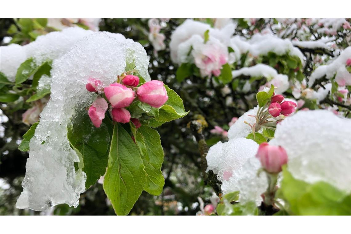 Der April macht, was er will: Die Blüten eines Apfelbaums sind mit Schnee bedeckt.