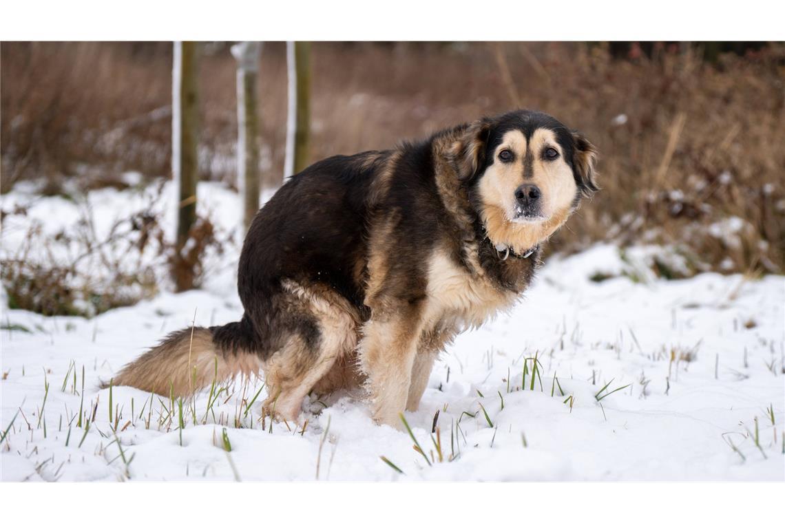 Der arme Hund kann doch nichts dafür, wenn Herrchen oder Frauchen Ferkel sind.