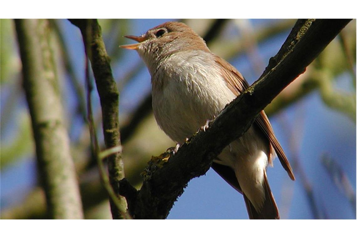 Der astronomische Frühling kündigt sich an und mit ihm auch der Gesang der – sehr selten gewordenen – Nachtigall.