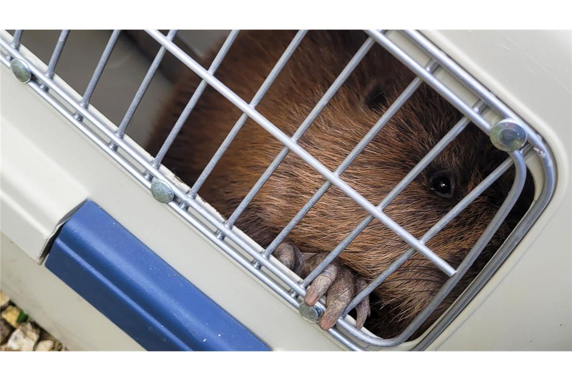 Der Biber wurde in einer Transportbox zum Tierarzt gebracht.