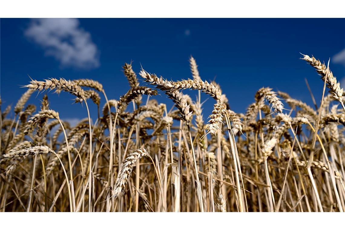 Der Bio-Anteil der Agrarflächen wächst weiter leicht.