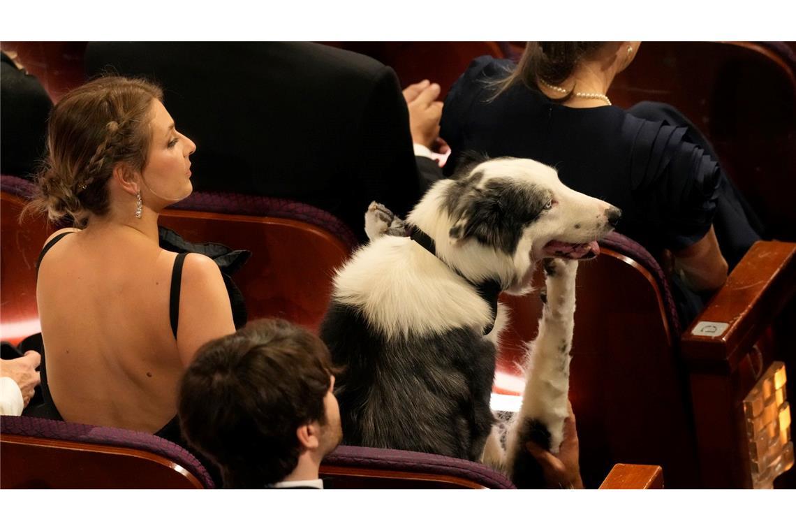 Der Border Collie Messi, der in "Anatomie eines Falls" den Blindenhund Snoop spielt, nahm bei den Oscars inmitten der Hollywood-Stars Platz.