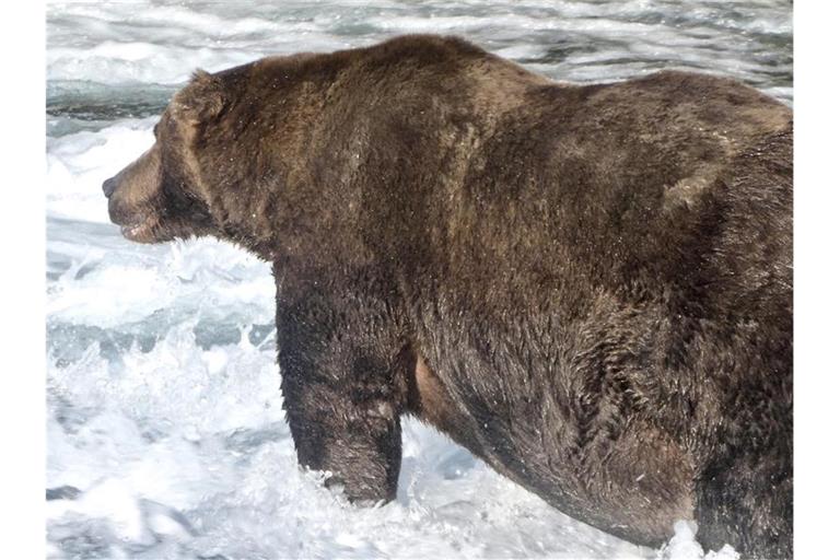 Der Braunbär „747“, auch als Jumbo Jet bekannt, im Katmai-Nationalpark in Alaska. Foto: -/Katmai National Park and Preserve/dpa