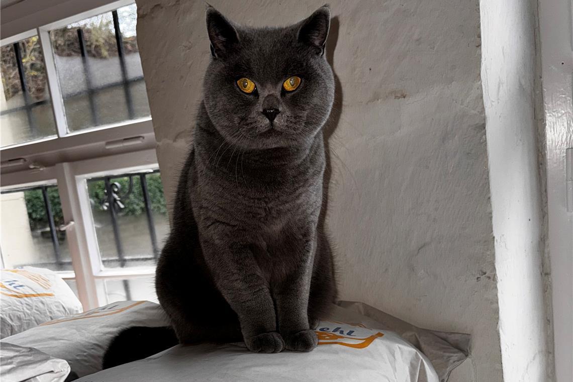 Der britische Kurzhaar Kater Buddy ist eine Unterstützung in der Mühle. Hier lie...