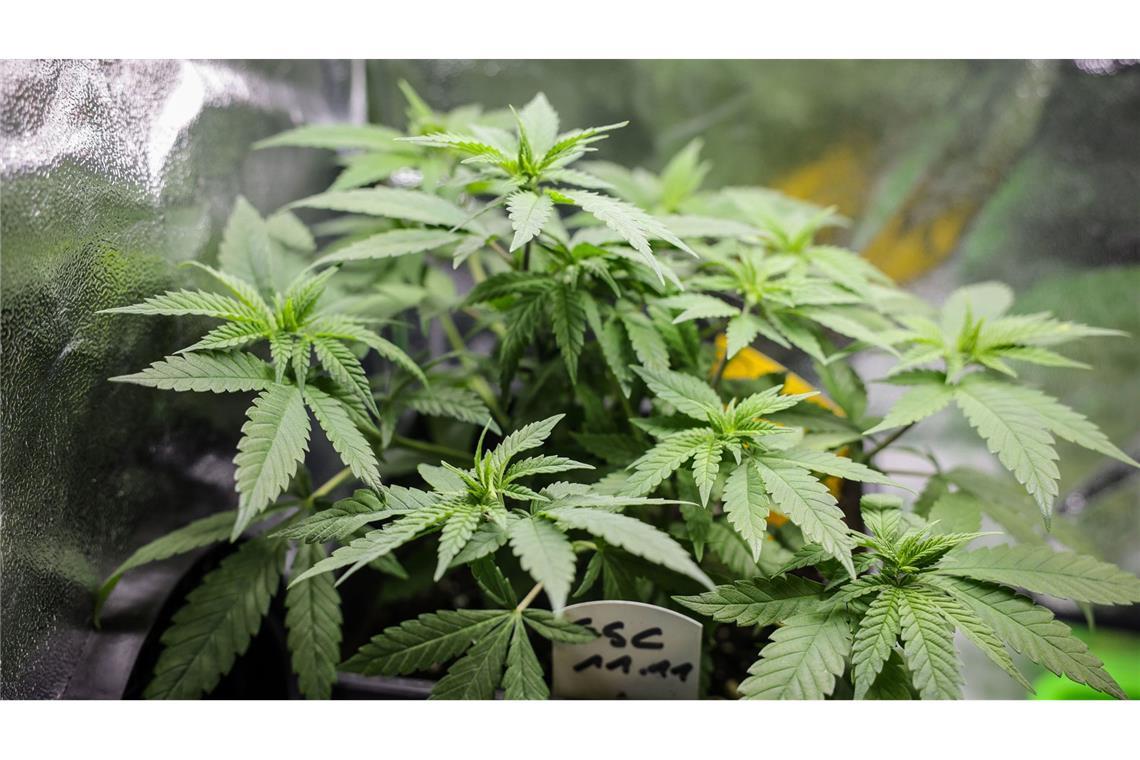 Der Bundesrat hat dem Gesetz zur Teil-Legalisierung von Cannabis zugestimmt. (Symbolbild)