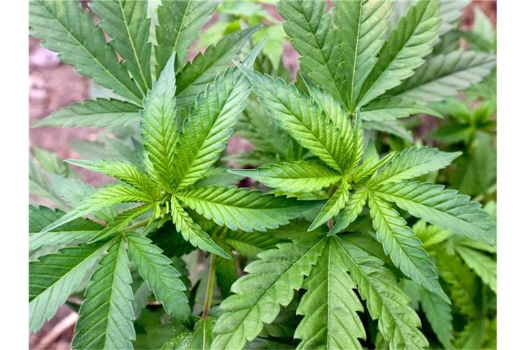 Der Cannabiskonsum bei jungen Erwachsenen ist zuletzt weiter gestiegen. Foto: Patrick Pleul/dpa-Zentralbild/dpa