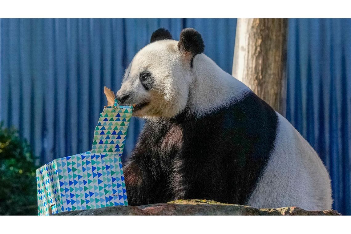 Der chinesische Ministerpräsidenten Li Qiang besucht während seiner Australien-Reise den geliehenen chinesischen Riesenpanda Wang Wang im Zoo von Adelaide, Australien.