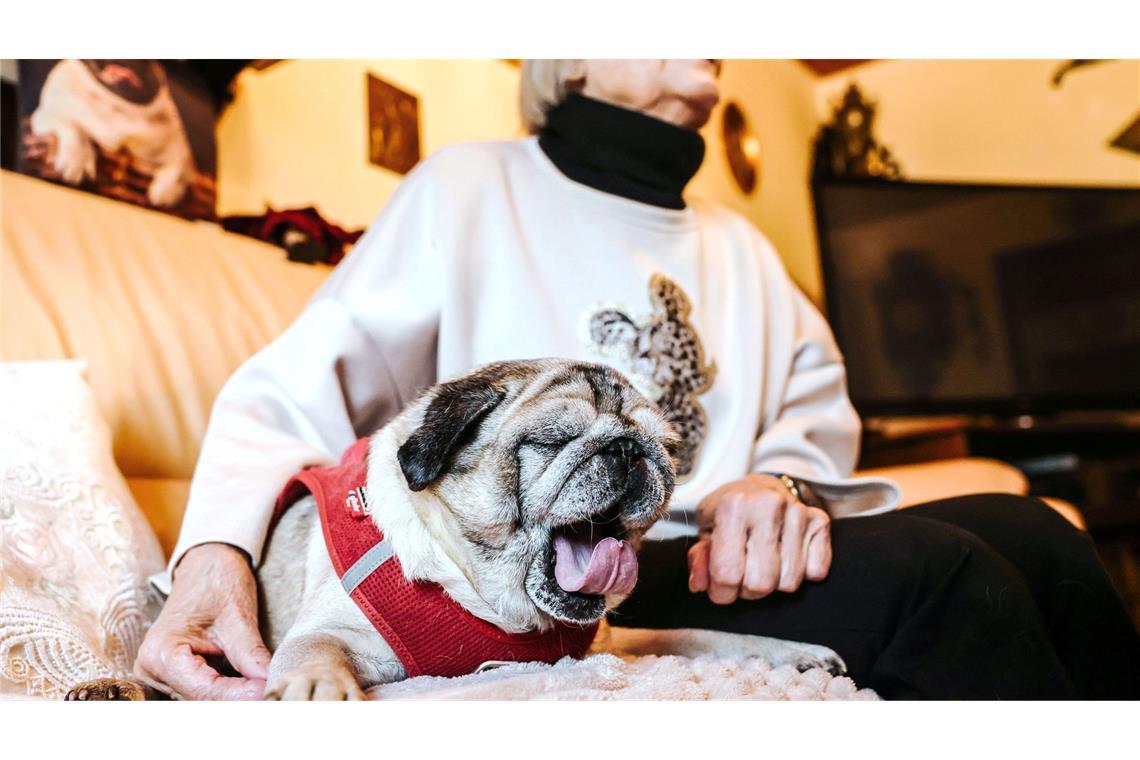 Der demente Hund ist wenig beweglich, kaum noch aktiv - und weiter heiß geliebt.