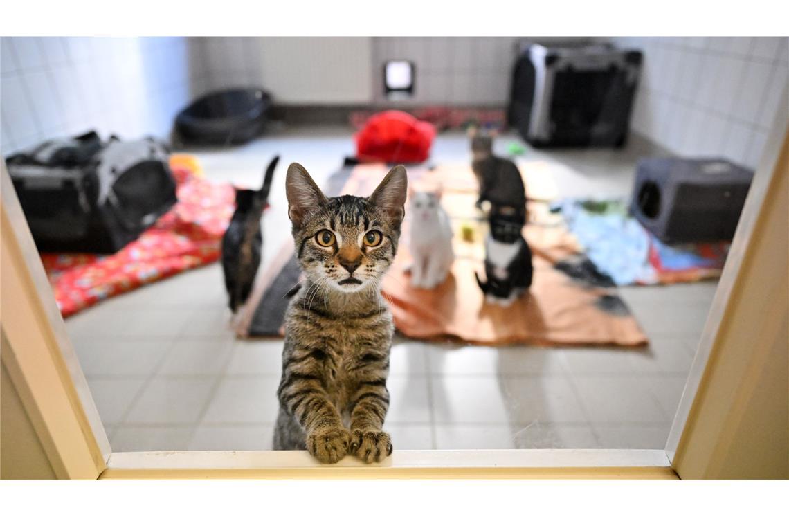 Der Deutsche Tierschutzbund warnt vor einer“Katzenschwemme“ in den bereits überfüllten Tierheimen. Grund seien unkastrierte Freigängerkatzen aus Privathaushalten und Straßenkatzen, die sich ohne Kontrolle fortpflanzen würden.