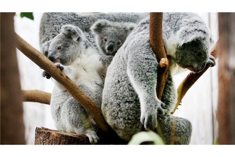 Der Duisburger Zoo ist europaweit Spezialist für die aufwendige Zucht und Zoo-Haltung der Koalas. (Archivbild)