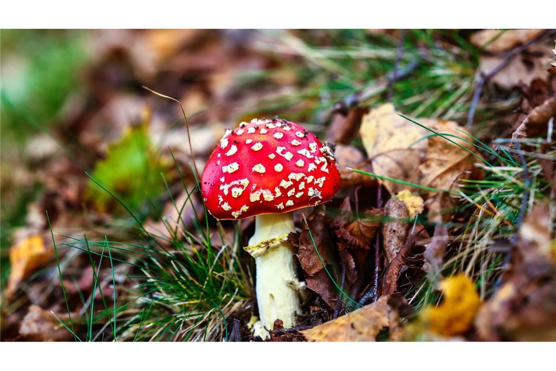 Der Fliegenpilz-Giftstoff Muscimol kann die Psyche beeinflussen und zu Vergiftungserscheinungen führen. (Archivbild)