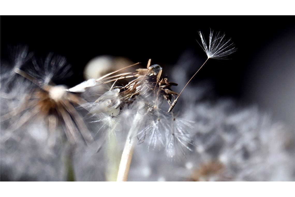 Bilder des Tages Der Flugsamen eines Löwenzahns löst sich von der Blume.