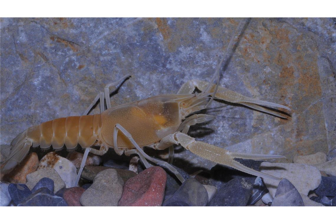 Der Flusskrebs Procambarus orcinus