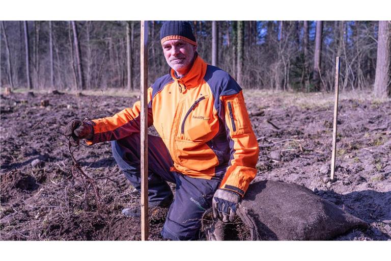 Der Forstarbeiter Lutz Rönsch pflanzt junge Eichen auf einem Waldstück im Rheintal nördlich von Karlsruhe.