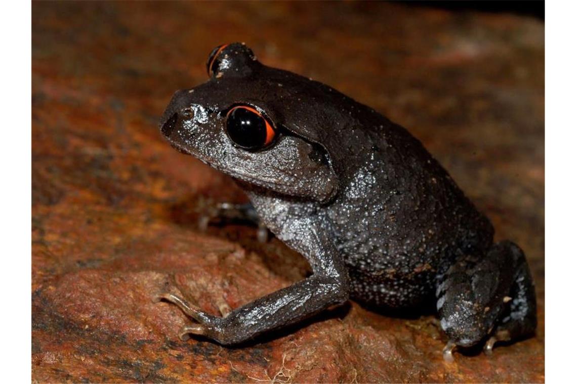 Mehr als 220 neue Arten in einem Jahr am Mekong entdeckt Der Frosch Leptobrachium Iunatum wurde in Vietnam und Kambodscha entdeckt. Foto: Jodi Rowley/dpa