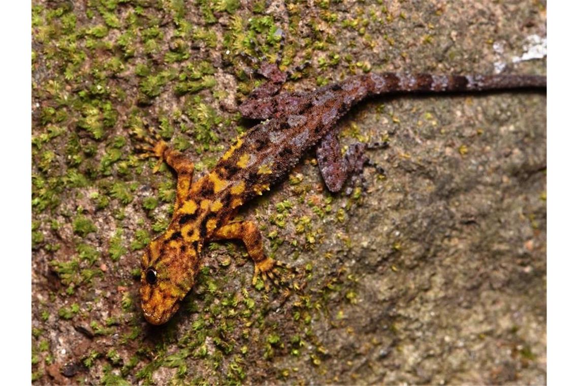 Mehr als 220 neue Arten in einem Jahr am Mekong entdeckt Der Gecko Cnemaspis Selenolagus wurde erst kürzlich entdeckt. Foto: Mali Naiduangchan/dpa