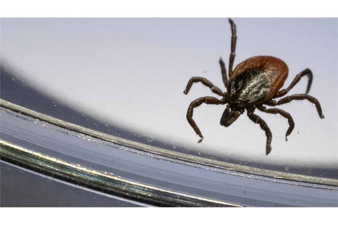 Der Gemeine Holzbock (Ixodes ricinus) ist die häufigste Zeckenart in Deutschland. (Archivbild)