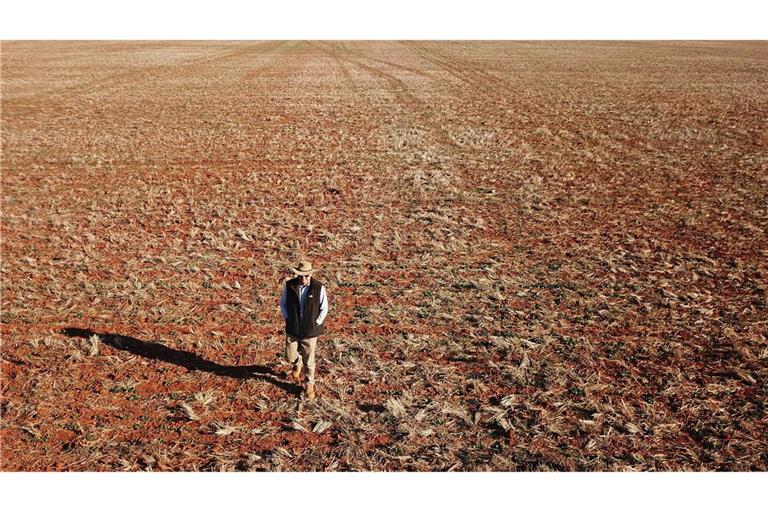 Der Getreidebauer Neil Westcott geht in der Nähe von Parkes über sein vertrocknetes Rapsfeld. Im australischen Bundesstaat New South Wales herrscht derzeit eine extreme Dürre.