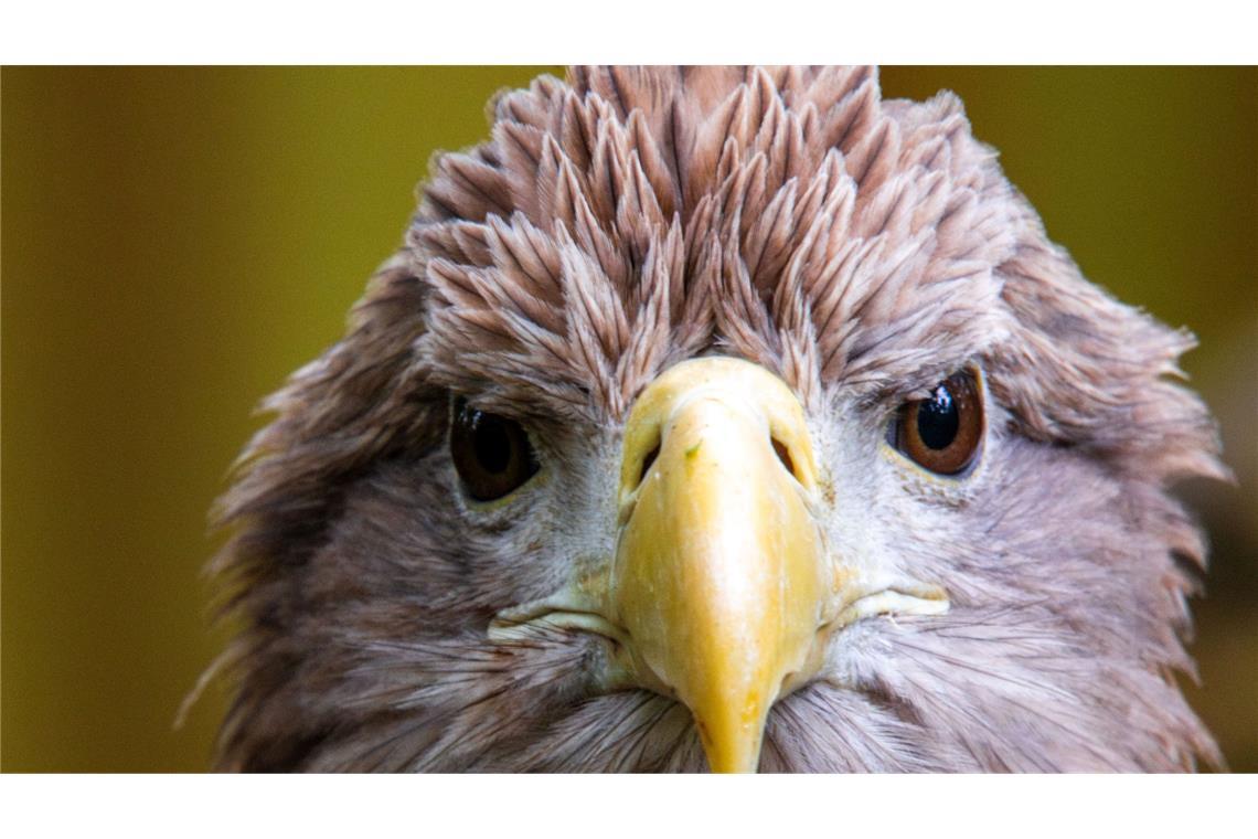 Der größte europäische Greifvogel, der Seeadler, war einst in vielen Ländern Europas ausgerottet. Nun leben in Deutschland wieder mehr als 1.000 Brutpaare. (Archivbild)