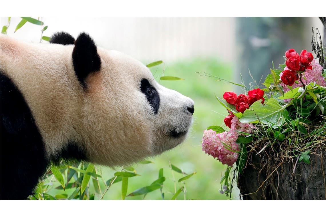 Der Große Panda Fu Bao schnuppert an ein paar Blumen. Nach seiner Rückkehr in die südwestchinesische Provinz Sichuan, der Heimat der Pandas, zeigt er sich zum ersten Mal in der Öffentlichkeit.