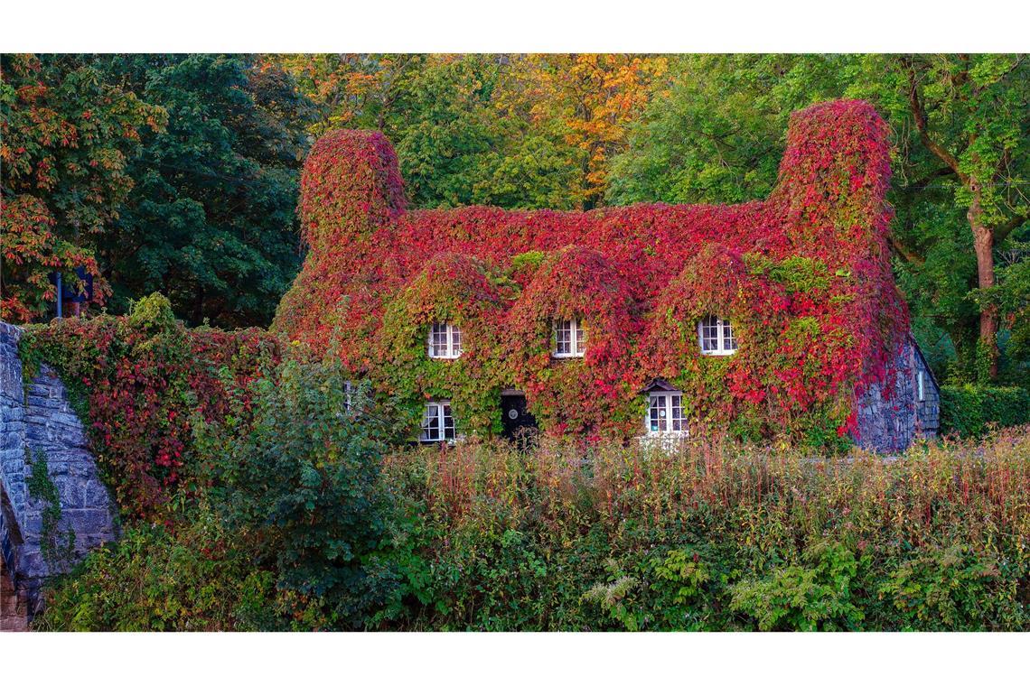 Der Herbst kommt - Die Blätter einer Kletterpflanze am Tu Hwnt I'r Bont Teahouse in Wales verfärben sich schon