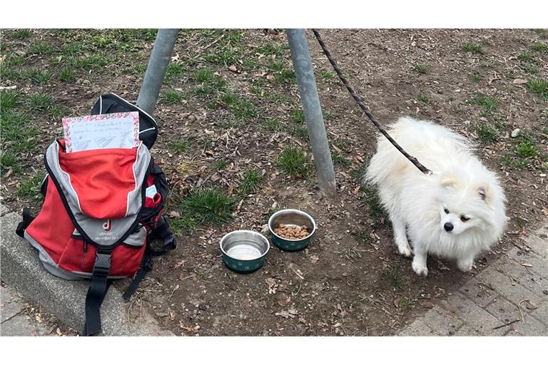 Der Hund löste einen Ansturm beim örtlichen Tierheim aus.