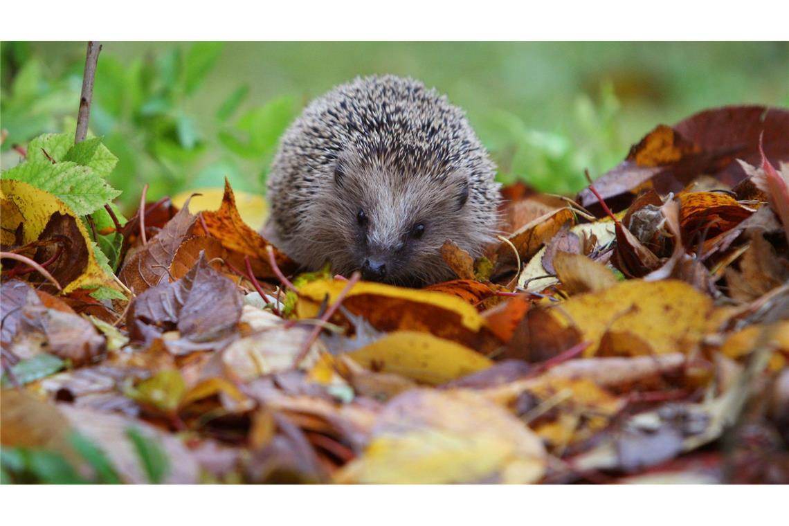 Der Igel ist ein Sympathieträger. Dadurch ist es leichter, Menschen für Mitmachprojekte zu begeistern.