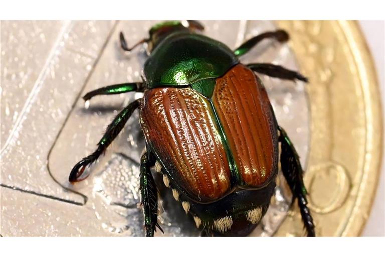 Der Japankäfer ist eine invasive Art mit enormem Schadpotenzial. Nun wurden einzelne Tiere in Baden-Württemberg gefunden. (Archivbild)