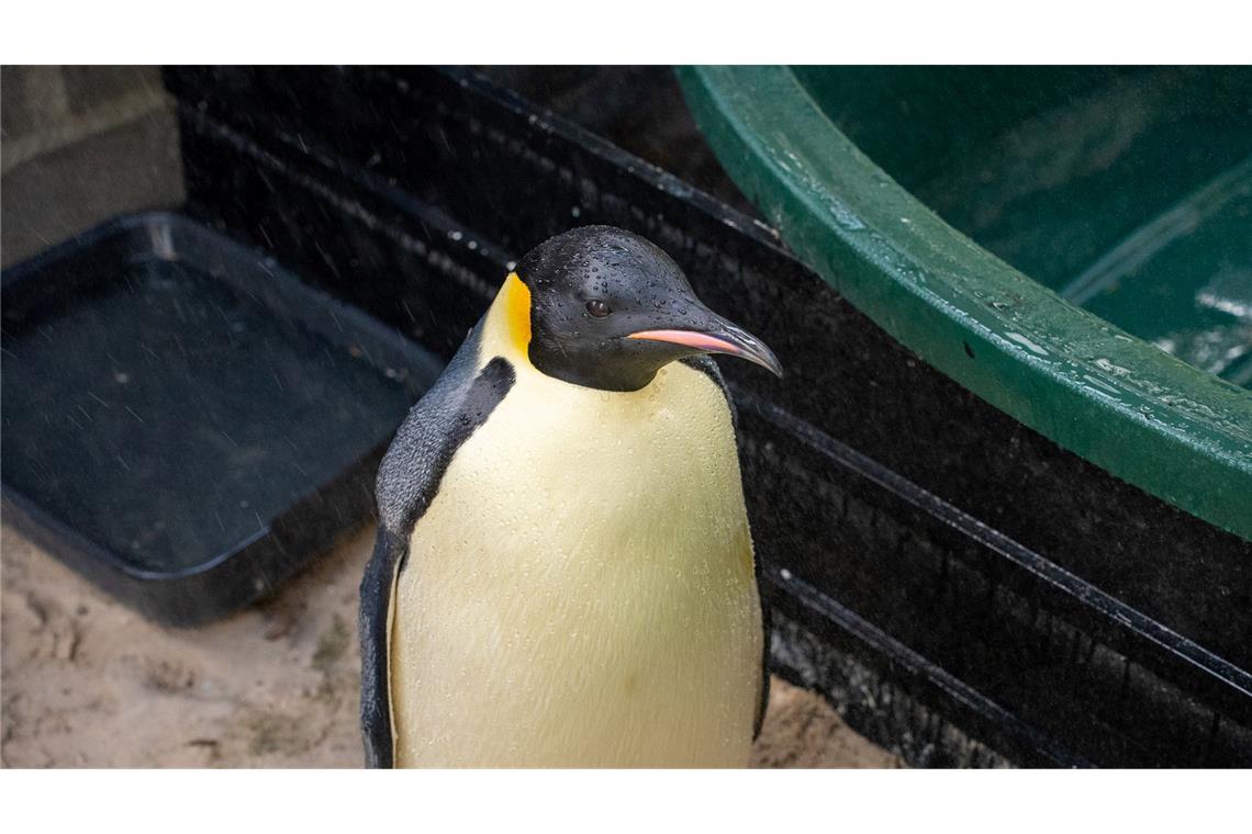 Der Kaiserpinguin wird von einer Vogelpflegerin aufgepäppelt.